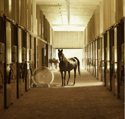 A horse stands in the center of a stable, surrounded by stalls on either side.
